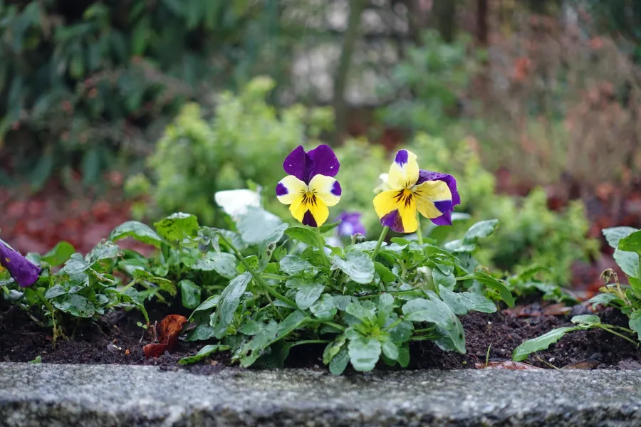 purple and yellow pansy flowers in a garden