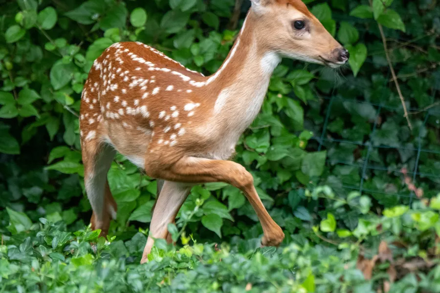 a deer walking through the grass
