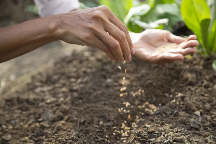 planting pumpkin seeds in the garden