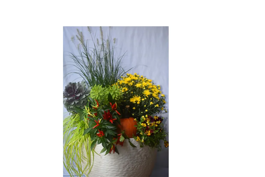 a vase of flowers on a plant