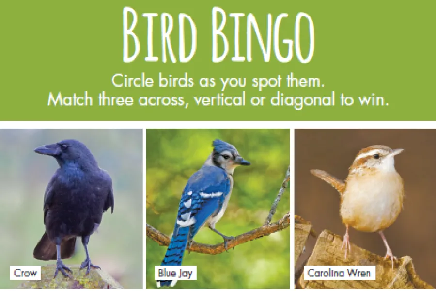 preview image of bird bingo card