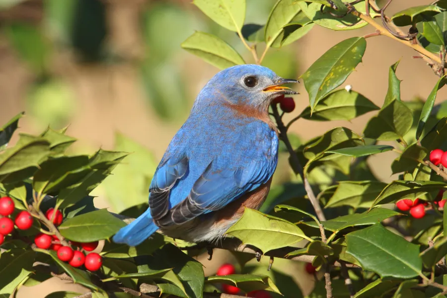 a colorful bird perched on a tree branch