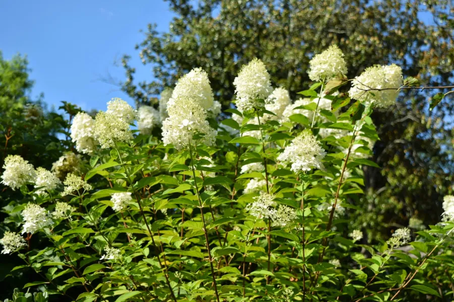 Panicle hydrangea in full bloom in the landscape