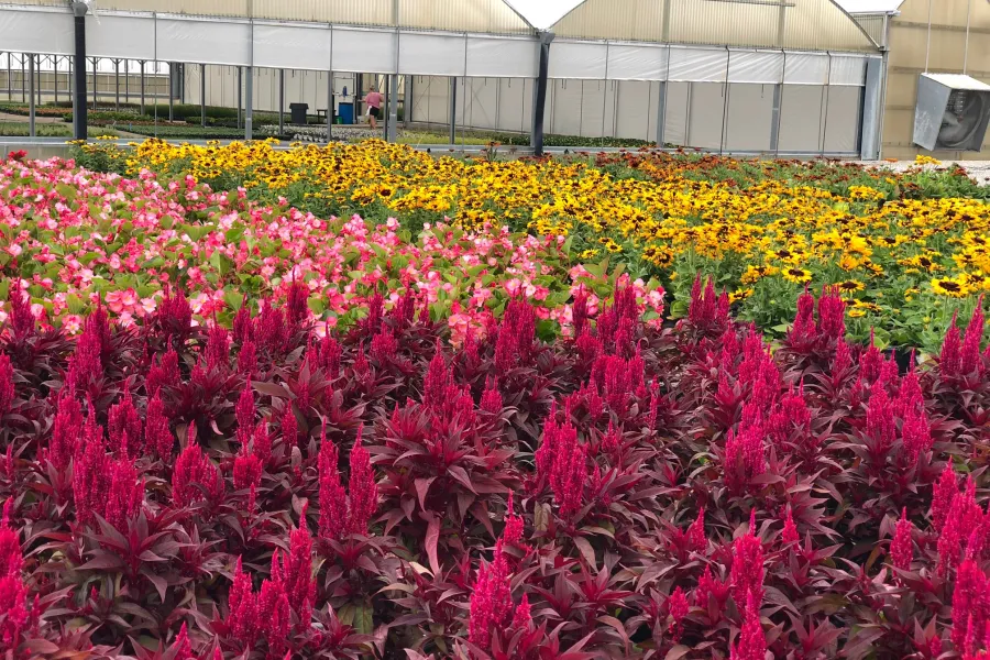 a large pink flower in front of a building