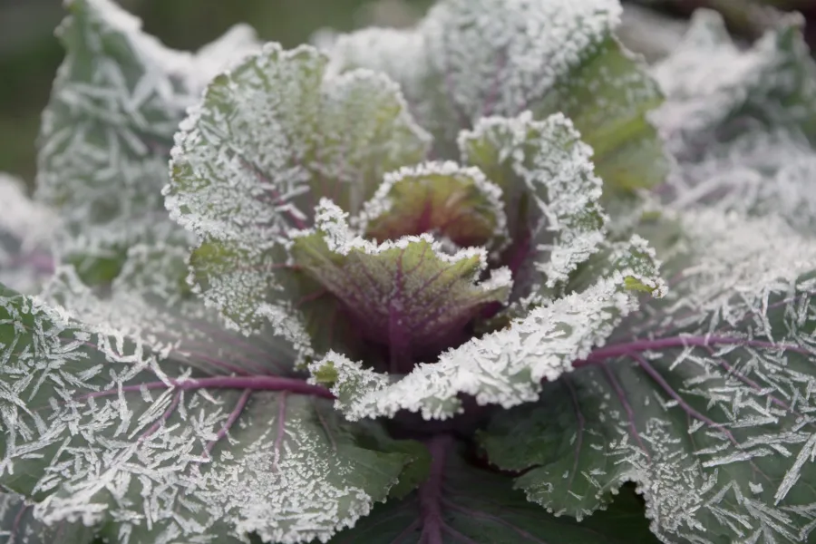 a close up of a plant