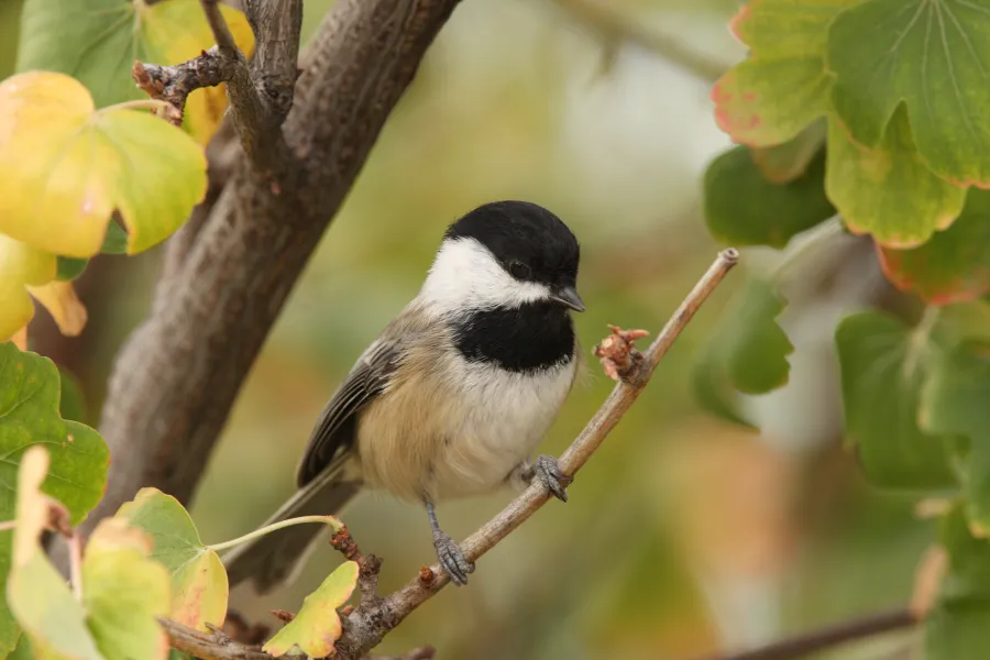 a small bird perched on a tree branch
