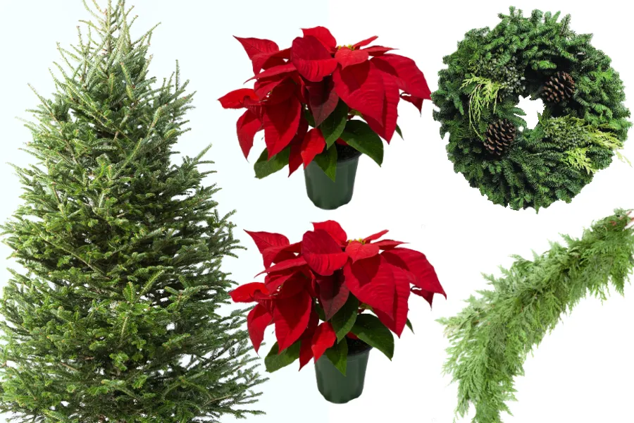 Real christmas tree, red poinsettias, fresh wreath & fresh garland