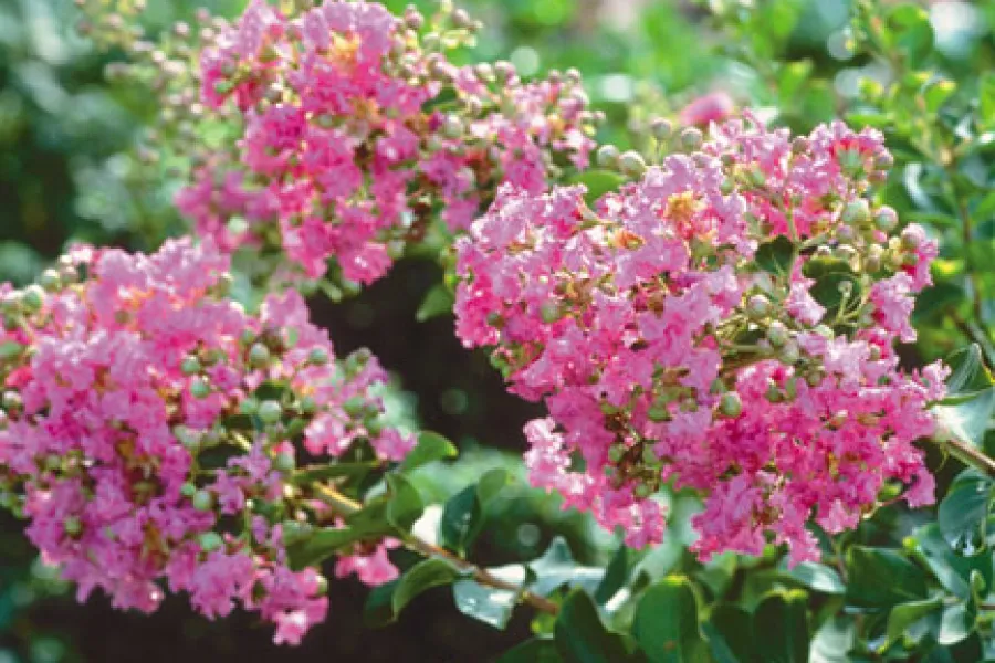 Pink crape myrtle
