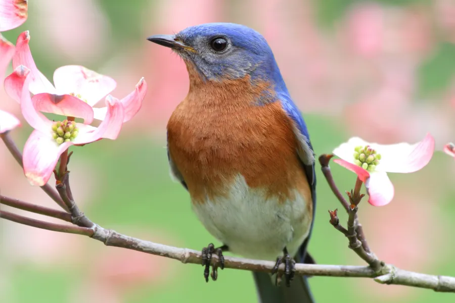 a small bird perched on a tree branch