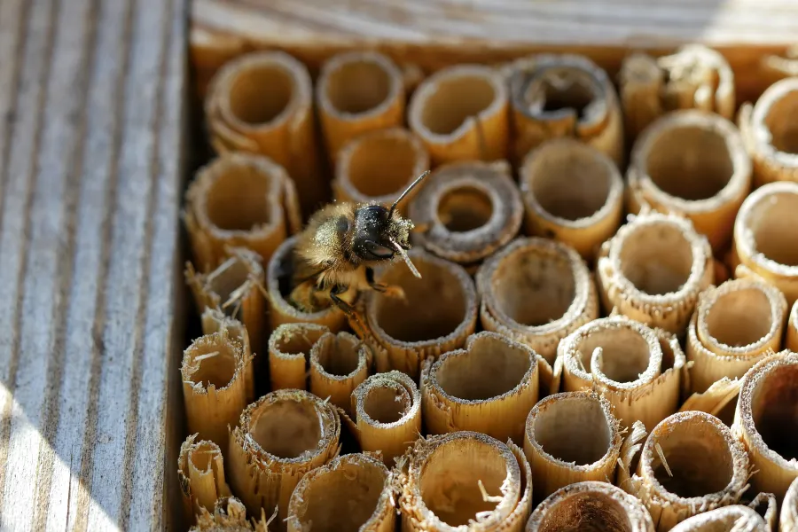 a close up of a bee hotel