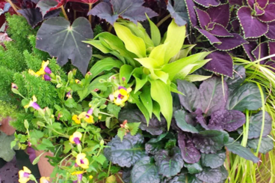 Summer Shade Garden