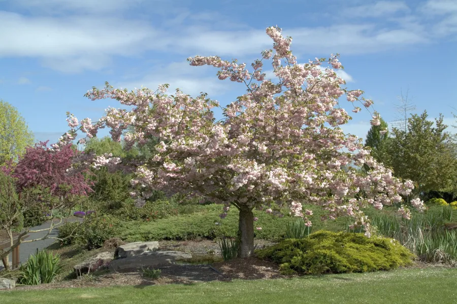 a cherry tree in bloom