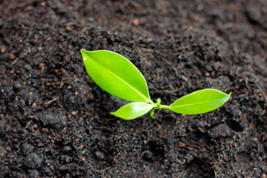 seedling