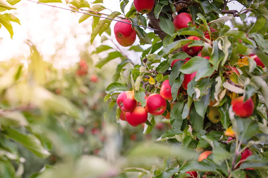 apple tree