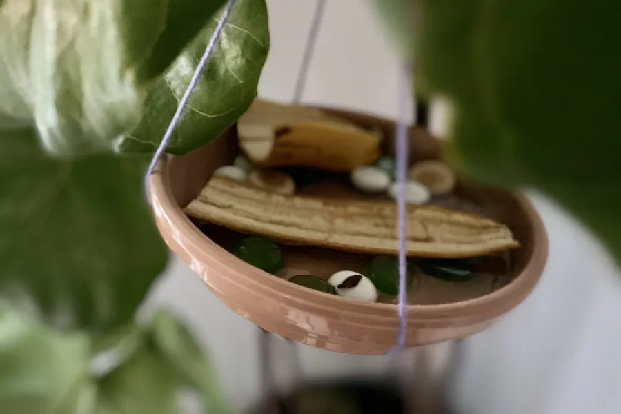 butterfly feeder hanging in plant