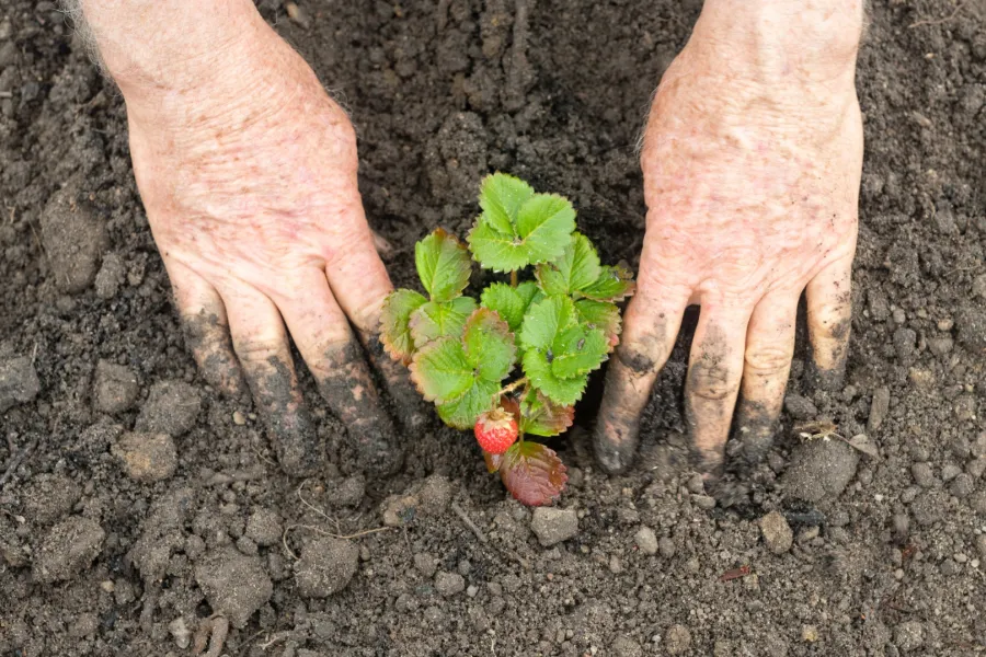 planting strawberries