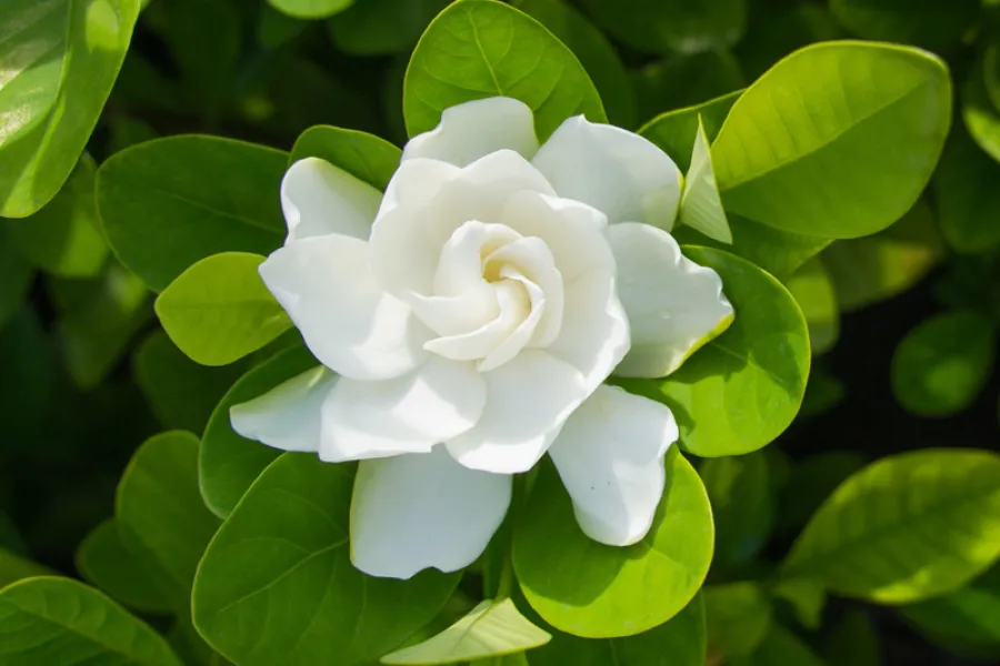 a close up of a gardenia flower