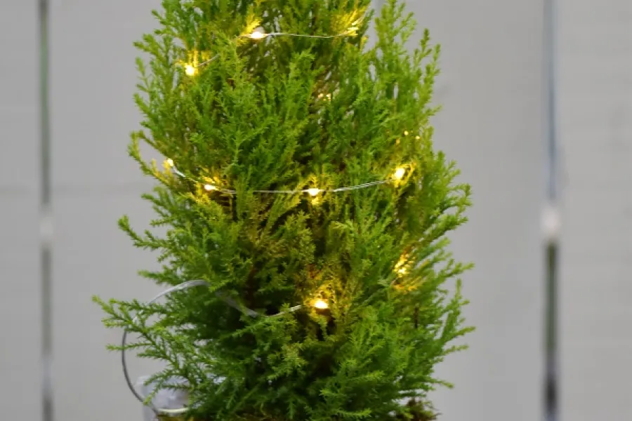 Desktop Christmas Tree DIY | Pike Nurseries