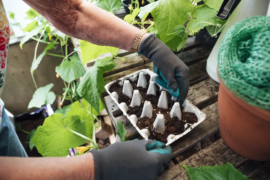 organic healthy egg carton seed starting kit