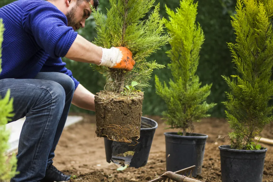 a person planting a tree