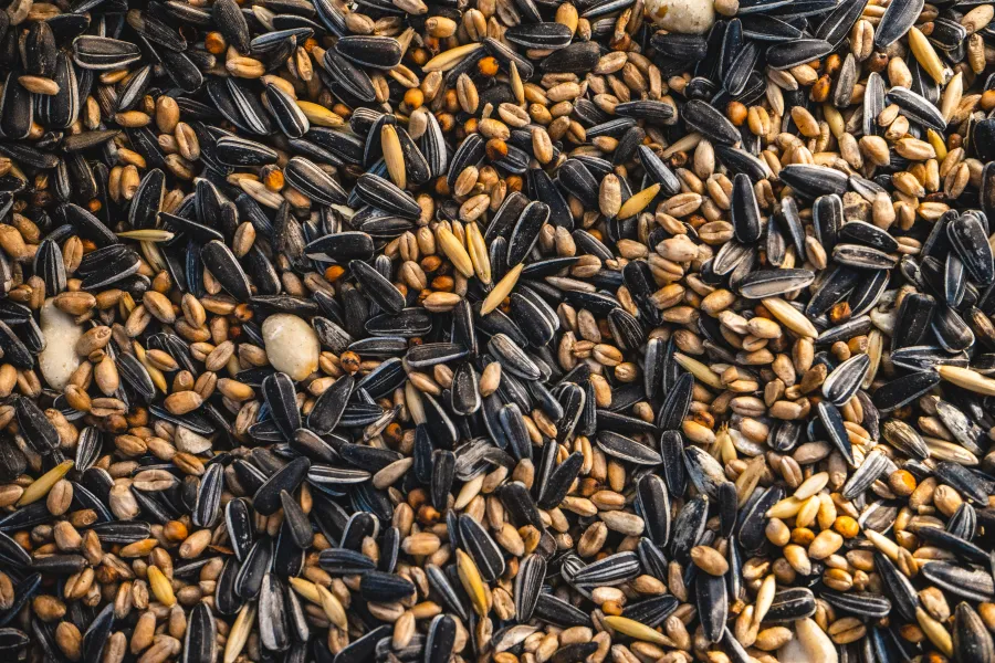bird seed for orange bird feeder