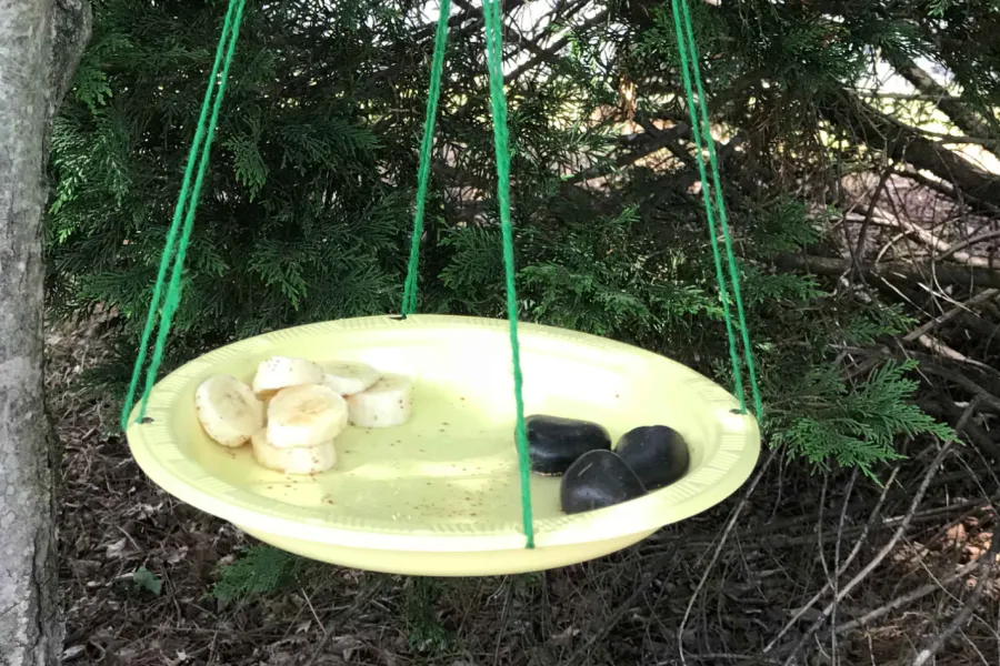 homemade butterfly feeder