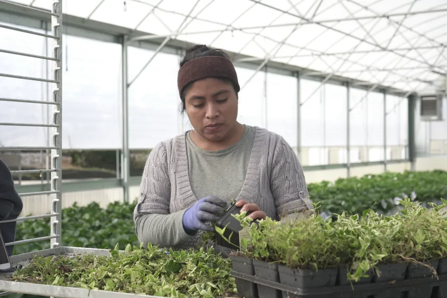 a person holding a plant