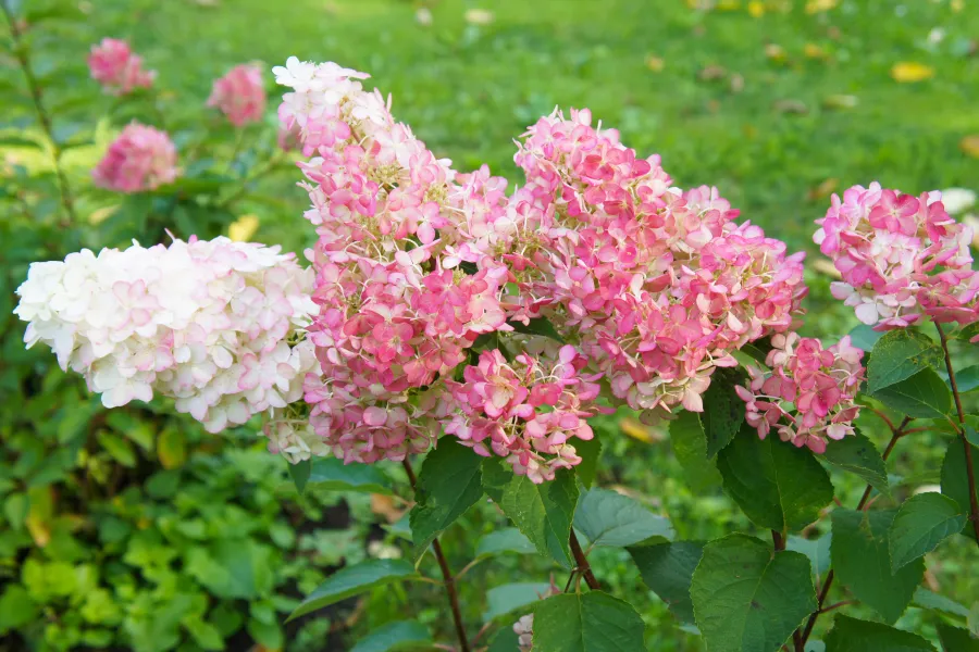 Hydrangea Paniculata Vanilla Strawberry Close Up