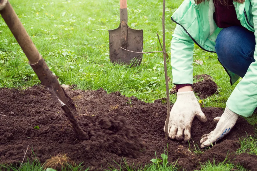 people planting a tree