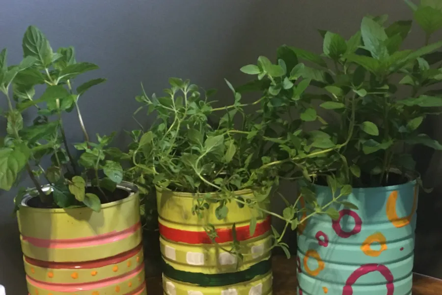 can with herb planted inside