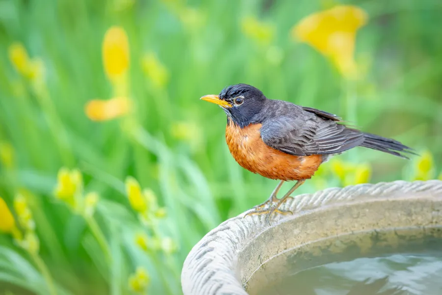 a small bird perched on a branch