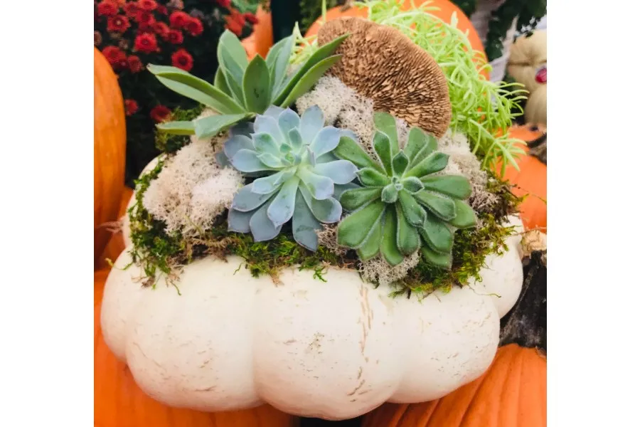 succulent pumpkin planter