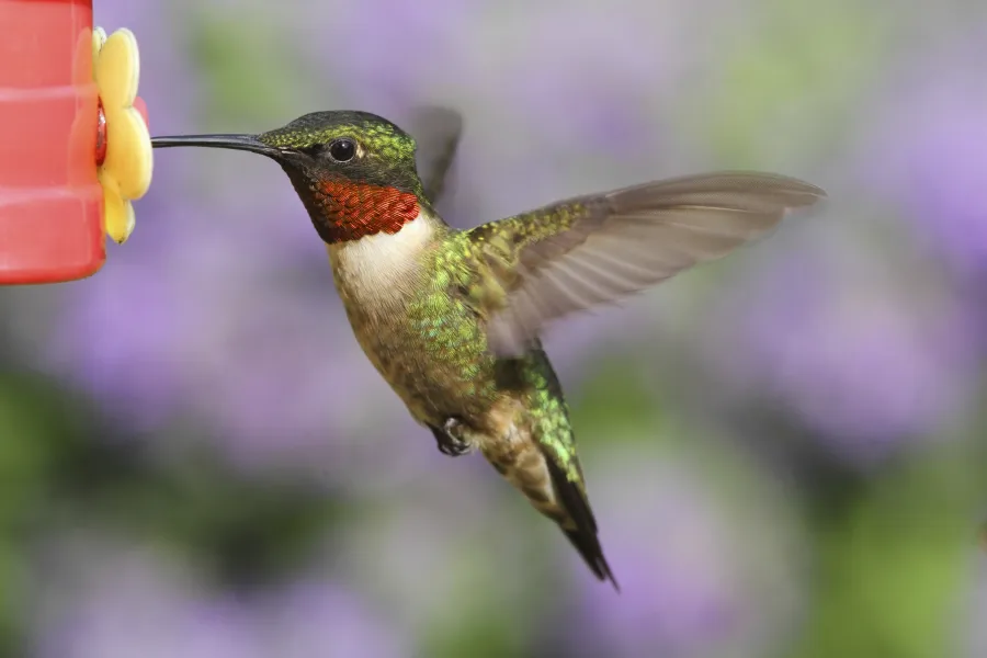 hummingbird at a feeder