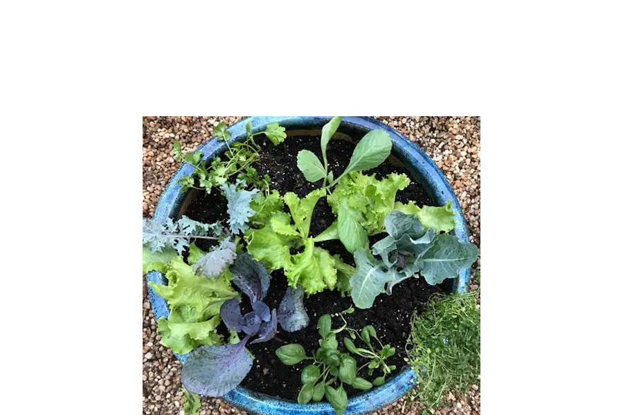 edible garden