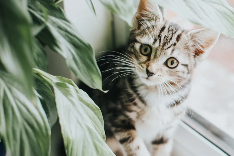 pet-friendly houseplants