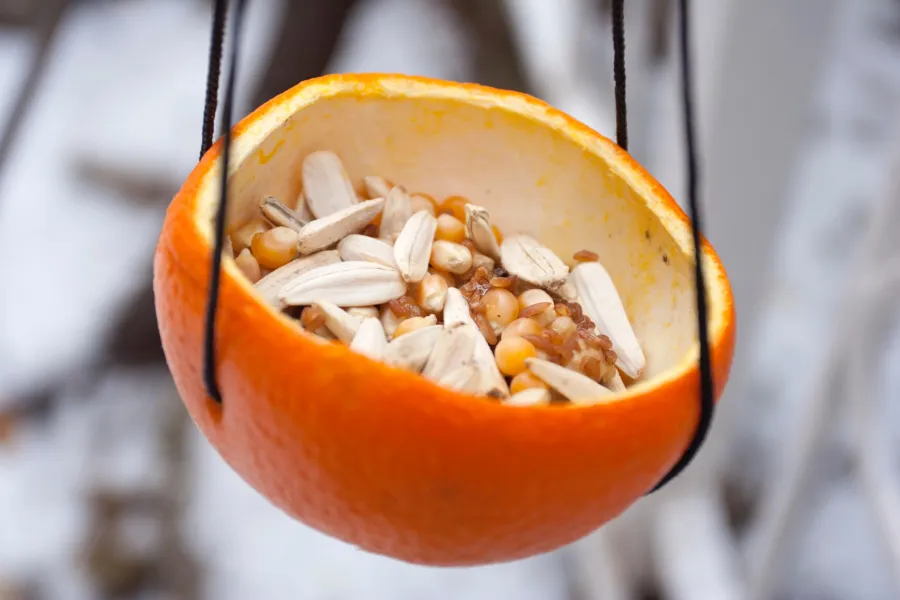 a close up of DIY orange bird feeder with seeds