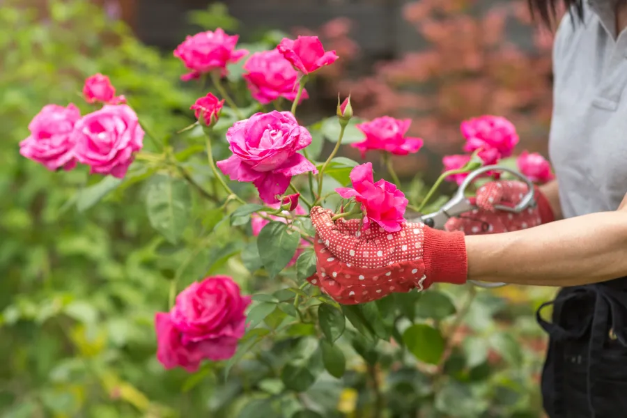 pruning roses