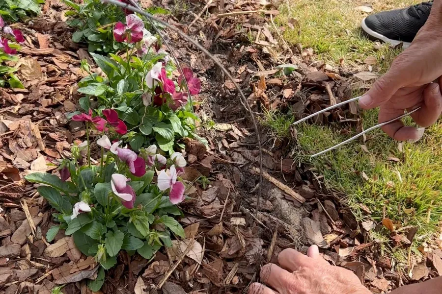 a person's hands holding a small plant