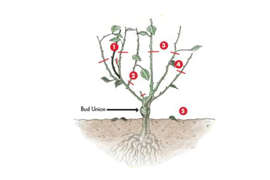 How to Prune Roses | Pike Nurseries