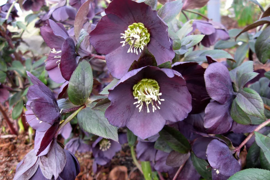 a purple flower with green leaves