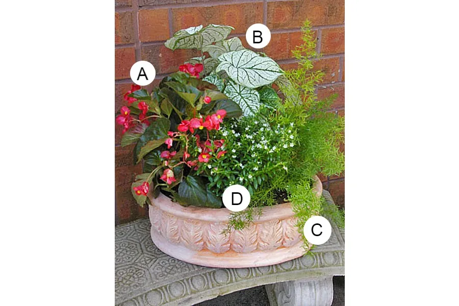 flowers in a terra cotta pot