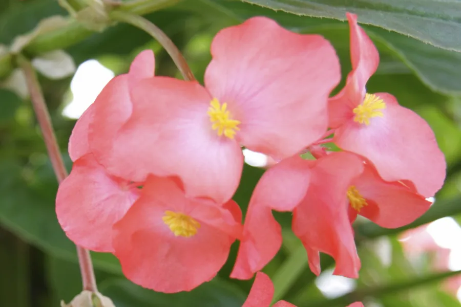 a close up of a begonia flower