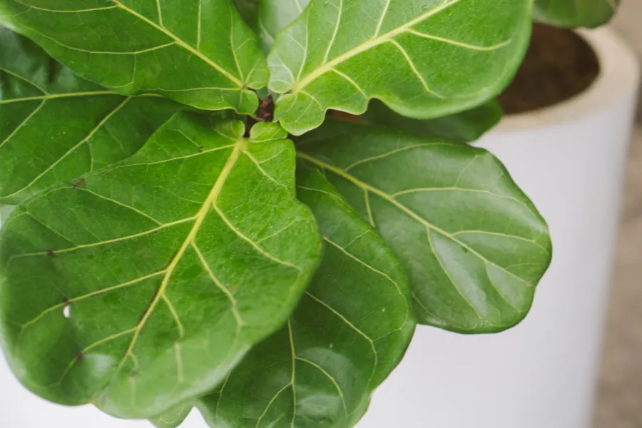 fiddle leaf fig