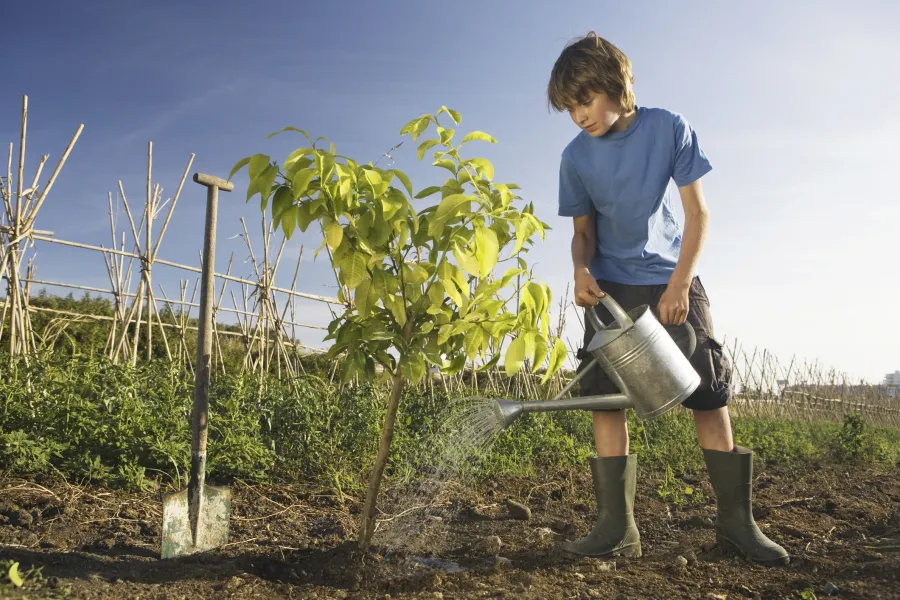 boy watering a newly planted tree