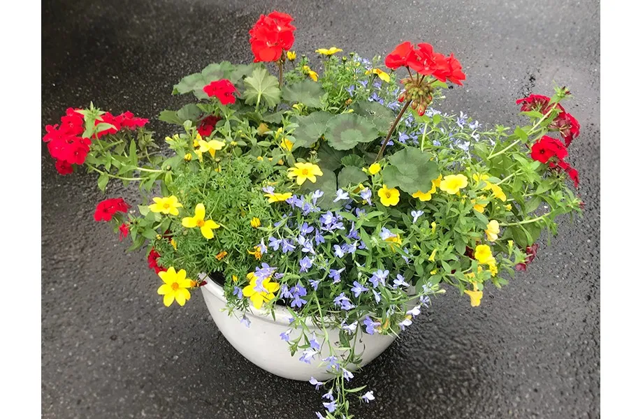 Container Garden Recipe using Complementary Colors | Pike Nurseries