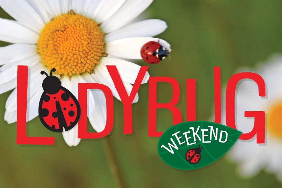a ladybug on a flower