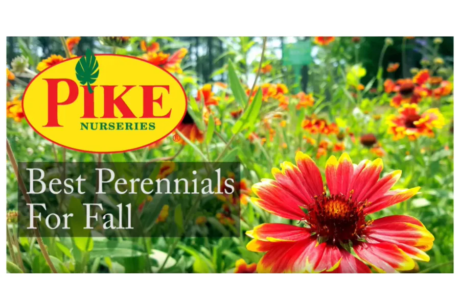 a close up of a flower