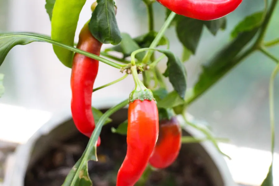 a close up of a chili pepper plant