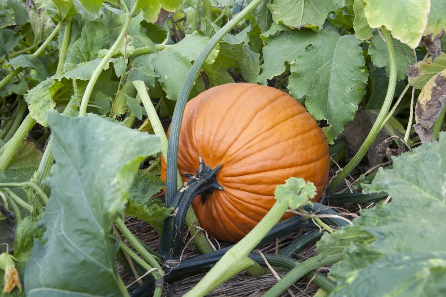 orange pumpkin in the garden