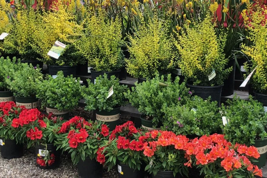 a close up of shrubs inside a Pike Nurseries store